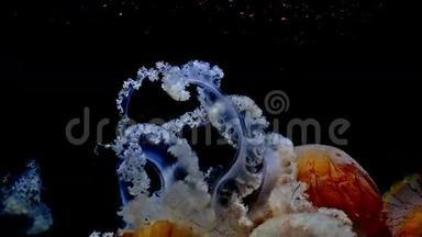 巨大的野生橙色水母，白色的触手漂浮在黑暗的水下4k