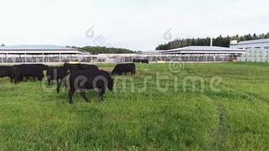 大黑公牛在现代动物农场的绿色围栏牧场上漫游