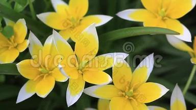 黄色和白色郁金香在花园中绽放，自然背景郁金香塔，晚郁金香。 美丽的郁金香花束。 五彩缤纷
