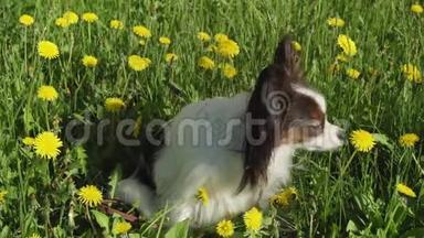 美丽的狗皮龙坐在绿色的草坪与蒲公英和吃草股票视频视频