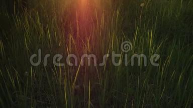 日落或日出时绿草如茵，阳光穿透草木