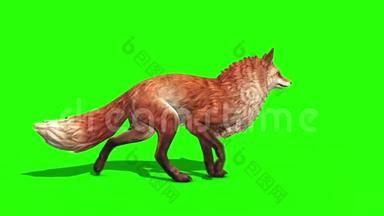 狐步车侧绿屏3D渲染动画动物
