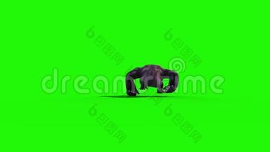 大猩猩跑回<strong>动物</strong>3D渲染绿色屏幕动画