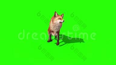 狐狸攻击前绿色屏幕3D渲染动画<strong>动物</strong>
