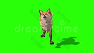福克斯Runcycle前绿色屏幕3D动画动物