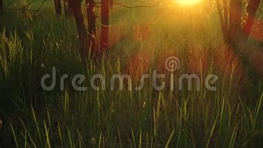 日落或日出时森林中的草，<strong>阳光穿透</strong>绿树
