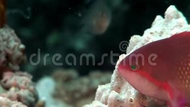 红海海底珊瑚中神奇<strong>鲈鱼</strong>学校的特写。