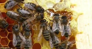 <strong>蜂蜜</strong>蜜蜂，<strong>蜂蜜</strong>蜜蜂，女工饮用<strong>蜂蜜</strong>蜜蜂，诺曼底房，