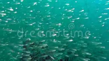 马尔代夫海底清澈海底背景下的鱼群发光。