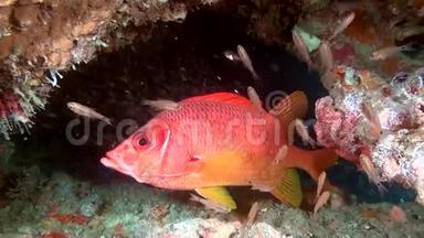 红海鲈鱼在马尔代夫海底的清澈海底寻找食物。