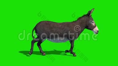 驴子动物旋转循环绿色屏幕侧循环3D渲染动画