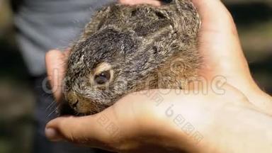男人抱着一只小野毛小兔子。 掌中的小兔子.. 慢动作