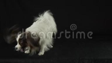 美丽的幼犬大陆玩具SpanielPapillon与主人的手在黑色背景下缓慢运动