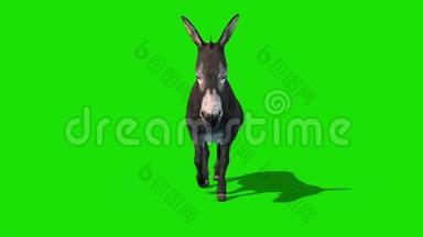 驴子动物行走周期绿色屏幕前循环3D渲染动画