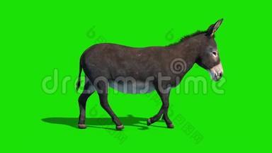 驴子<strong>动物</strong>行走周期绿色屏幕侧循环3D渲染动画
