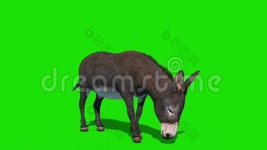 驴子吃绿屏前循环3D渲染动画