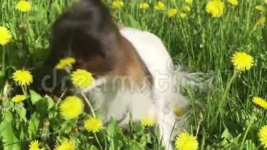 美丽的狗皮龙坐在绿色的草坪与蒲公英和吃草股票视频视频