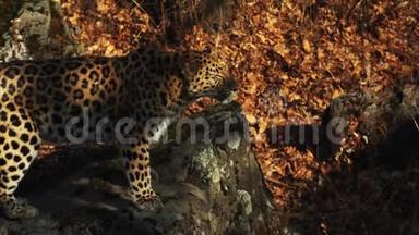 美丽的阿穆尔豹看着某人，舔着嘴唇。 俄罗斯野生动物园