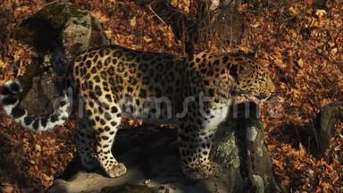 俄罗斯Primorsky野生动物园中罕见的<strong>美洲豹</strong>跳跃的慢动作