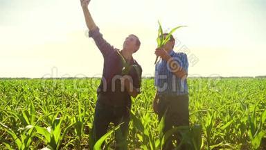 玉米两个农民研究智能手机，拍照<strong>自己做</strong>自拍，走过他的田地走向相机。 慢慢慢慢