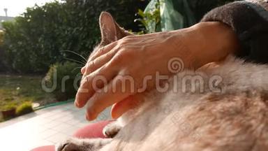 家猫被女人的手抚摸。 户外设置，背光。 慢动作。