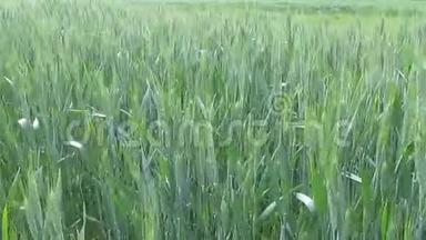 风吹过，年轻的绿色小麦穗均匀地摇摆，舒缓
