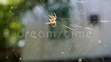 蜘蛛在阳光下吃<strong>猎物</strong>，蜘蛛在蛛网特写镜头捕捉昆虫，阿拉尼在中心等待<strong>猎物</strong>