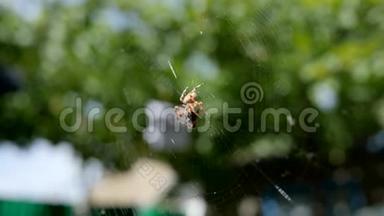 花园里的蜘蛛在露天捕猎猎物，蜘蛛在网上捕食猎物变成阳光，蜘蛛在空中捕捉昆虫