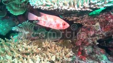马尔代夫海底清澈海底背景下独特的石斑鱼。