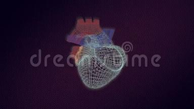 三维人体心脏模型在监视器上旋转，用视觉结构和殴打。
