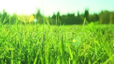 生机勃勃的绿草特写.. 绿草如茵。 绿草和美景的抽象自然背景