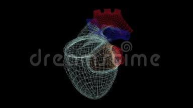 三维人体心脏<strong>模型</strong>在监视器上旋转，用<strong>视觉</strong>结构和殴打。
