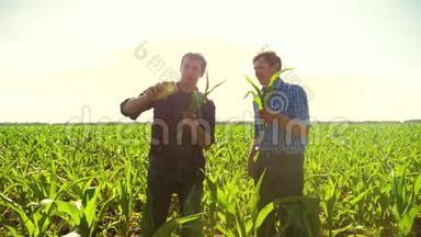 玉米两个农民研究智能手机，拍照自己做自拍，走过他的田地走向相机。 <strong>慢慢慢慢</strong>