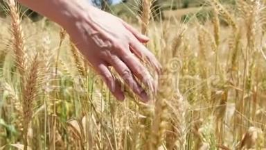 夏季白天在金田上的小麦穗。 黑麦在风中<strong>缓慢摇摆</strong>