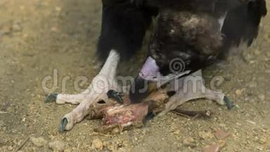 黑秃鹫吃普瑞