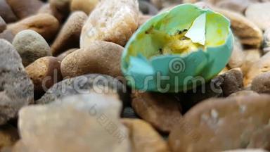 苍蝇引起的蠕虫吃掉落在岩石上的鸡蛋中的鸟的胚胎