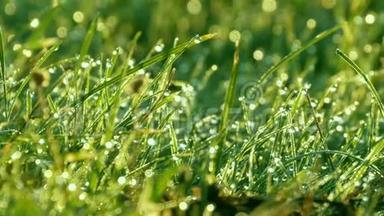 模糊的绿草背景与水滴和晨露近景
