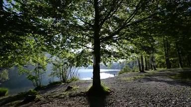 阳光<strong>冲破</strong>湖岸松树.. 特里格拉夫国家公园，斯洛文尼亚，欧洲