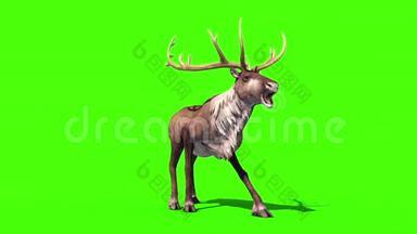 动物驯鹿Dies正面绿色屏幕3D渲染动画