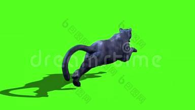 黑豹猫猫草绿色屏幕背面3D渲染动画动物