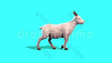 山羊行走周期动物侧面蓝屏3D渲染动画