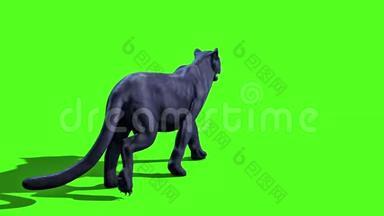 黑豹猫走绿色屏幕背面3D渲染动画动物