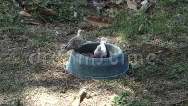 地面鸽子在贝尔蒙特的房子里吃狗粮