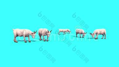 山羊群Graze动物蓝屏3D渲染动画