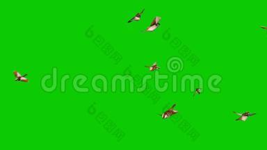 雀鸟飞绕绿屏关闭循环3D渲染动画