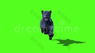 黑豹猫猫草绿色屏幕前3D渲染动画动物