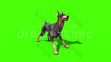 动物狗狗狗狗吠声循环绿屏3D渲染动画