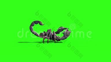 动物蝎子攻击尾部循环侧绿色屏幕3D渲染