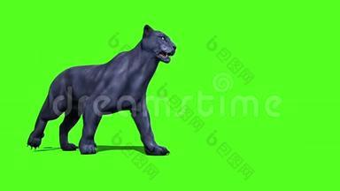 黑豹猫漫步绿色屏幕前3D渲染动画动物