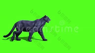 黑豹猫行绿色屏幕边3D渲染动画动物